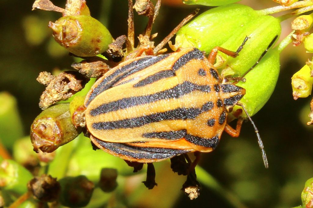 Pentatomidae: Graphosoma semipunctatum della Liguria (GE)